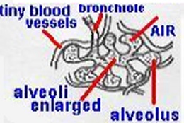 organs5names.jpg