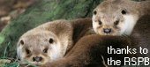 otters.jpg
