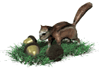 squirrel.gif