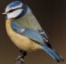 bluetit.jpg