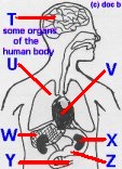 organs1.jpg