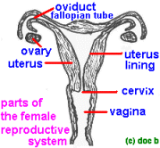 organs2aL.gif