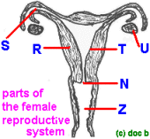 organs2aQ.gif
