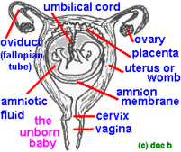 organs2bL.gif