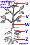 plant1.jpg