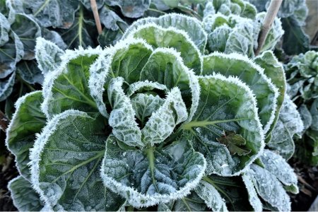 gcse chemistry reverse sublimation deposition hoar frost gas/vapour to solid state change