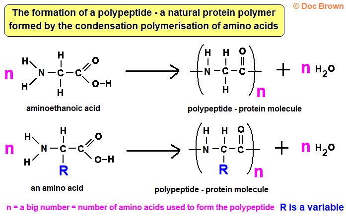formation of peptide linkage in polypeptide proteins from amino acids by elimination of water