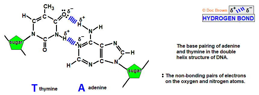 intermolecular hydrogen bonding between thymine and adenine base pairs of two strands of DNA alpha helix molecular structure