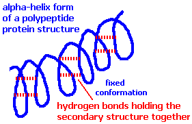 secondary structure of proteins alpha helix form of polypeptides held together by hydrogen bonding doc brown's advanced level organic chemistry revision notes