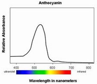 visible light absorption spectrum of anthocanin peak absorbance wavelength