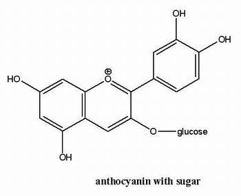 molecular structure of anthocyanin attached to a sugar molecule glucose