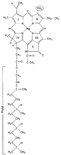 molecular structure of chlorophyll a structural formula