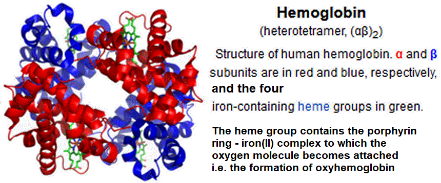 molecular structure of the haemoglobin hemoglobin molecule four iron-containing heme groups heterotetramer alpha and beta subunits