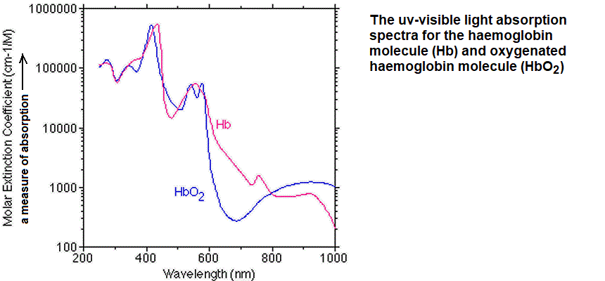 uv-visible absorption spectra for haemoglobin hemoglobin oxyhaemoglobin oxyhemoglobin deoxyhaemoglobin deoxyhemoglobin absorbance versus wavelength in nanometeres