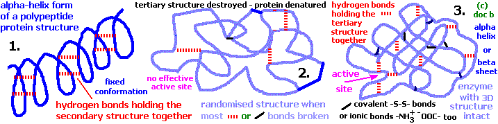 (i) alpha-helix conformation in protein-polypeptide structure, (ii) enzyme tertiary structure destroyed by e.g. heating which breaks disulphide linkages and hydrogen bonds, (iii) full 3D structure of enzyme intact and active site 'enabled'. (c) doc b