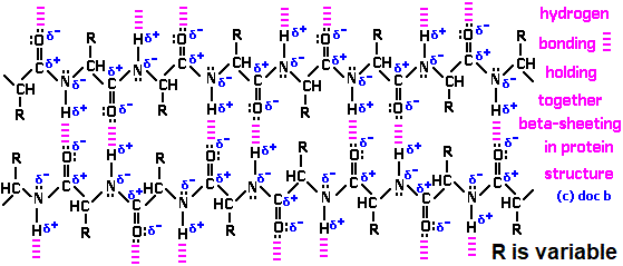 HYDROGEN BONDING and structural formula of polypeptides-proteins beta sheets (c) doc b