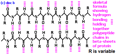 HYDRPOGEN BONDING and skeletal formula of polypeptide-protein beta sheets (c) doc b