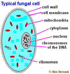 structure of fungal cell cell wall cell membrane organelles nucleus ribosomes mitochondria mitochondrion
